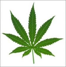 "cannabis sativa"