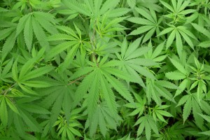 cannabis en España